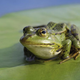 Frogs say they ultimately see themselves rising in the food chain to a position somewhere between raccoons and wolverines.